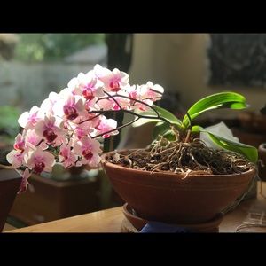 Meet your Posher, Donna